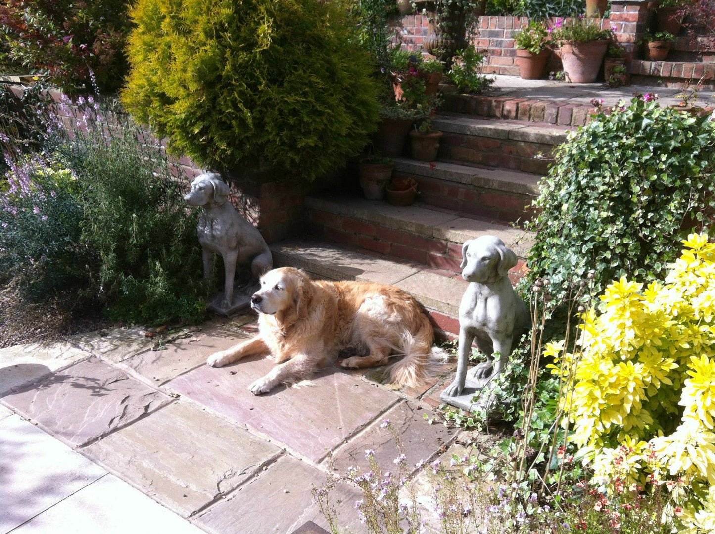 Pair of Stone Pointer Dog Statues