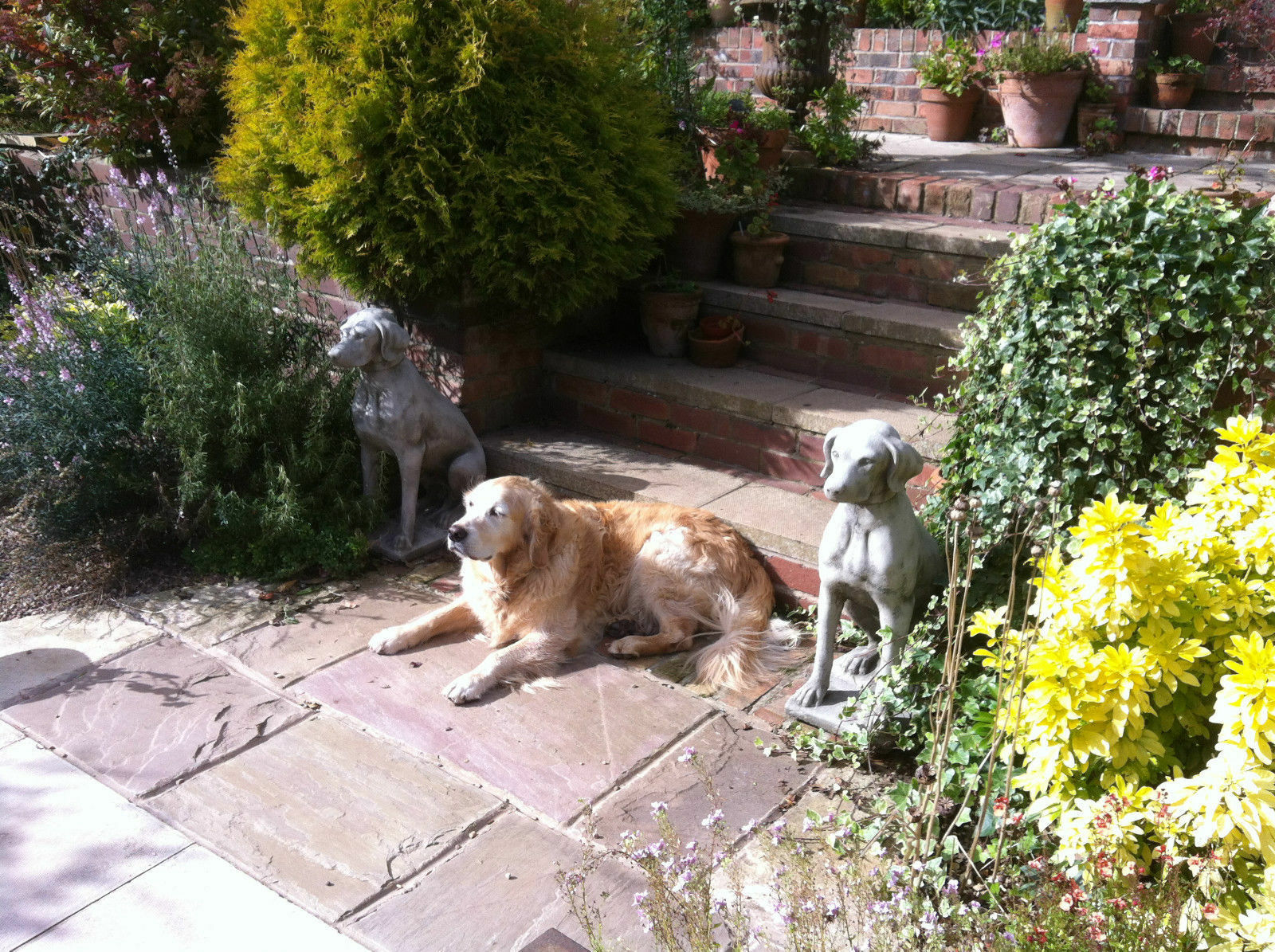 Pair of Stone Pointer Dog Statues